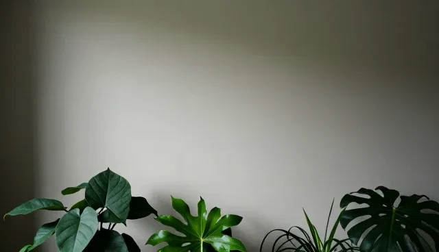 种苗供应中土壤酸碱度影响生长效率的原因分析