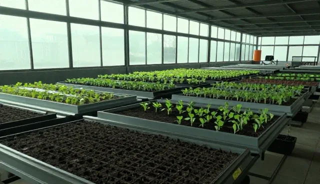 土壤酸碱度检查要点及优质种苗套餐应用分析