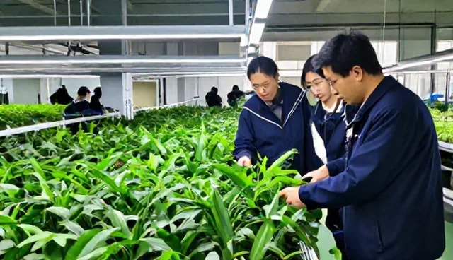 种苗供应中的常见问题及处理策略