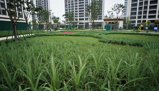 种植过程中常见问题及技术应对策略